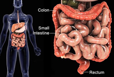 intestinal_damage